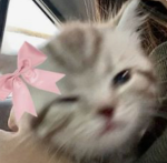 ᴛᴡɪʟɪɢʜᴛ <3
