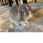 the adorable bunnies yt a bunny