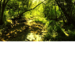 Creepy forest