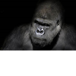 Gorilla Warfare games