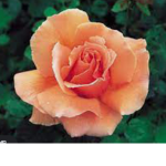 Rose Petal Group