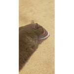 ᴛᴏᴛᴏʀᴏ ᴄʟᴏᴛʜɪɴɢ'ꜱ