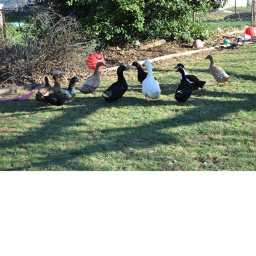 The Duck Military