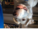 If you have a dog group
