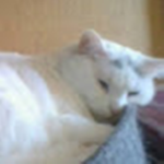 Very Fat cat studios
