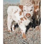 .glossy..cows