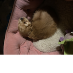 DOG AND FEET