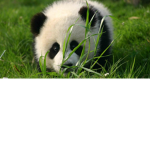 ThePanda Team