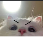 貓貓設團