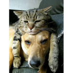 The Cat/Dog Alliance