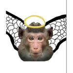 The Monkey Apostles