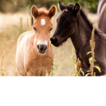 We are the Horse Group