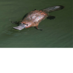The army of platypus
