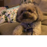 PuppyLoveXD