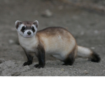 Black Footed Ferrets!