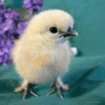 Chickenlittle group