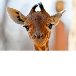 Giraffe Meeting!