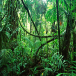 Jungle Jam Studios