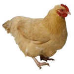 Chicken Warrior's