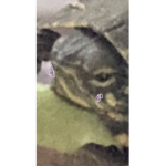 THe turtlE squad >:3