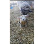 Sheep farmlands