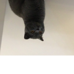 BaconYTDark