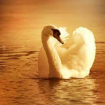 The Golden Swans lesson Program