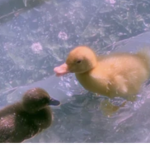 FreakyDuck