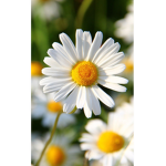 DaisyGroup