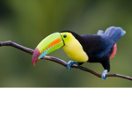 The Bird Group For Fellow Birds