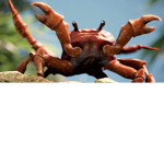 The Crab Crew