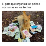 Zorrillos de corazones