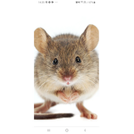 The mouse group to