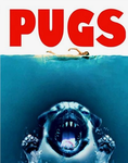 The puggy fam