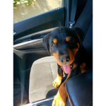Rottweiler dogs