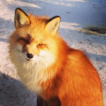 Foxes are friendly