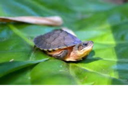 Turtle Simulator