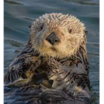 #Otter Squad!!!