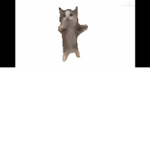 Oreo did yuo take my brother