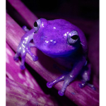 The Rainbow Frog Group