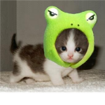 CUTE KITTEN AND CAT LOVERS