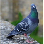 The world of pigeons