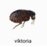 LOLKI XD