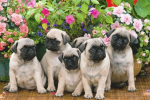 Mops Community