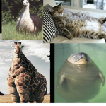 MemeUTILITYwoah