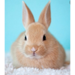 Funny fluffy bunnies