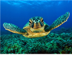turtles fan club