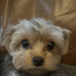 Yorkie Games