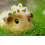 hAmStEr'S Clothing