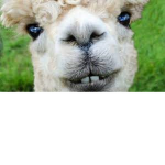 alpaca alpaca alpaca alpaca alpaca al
